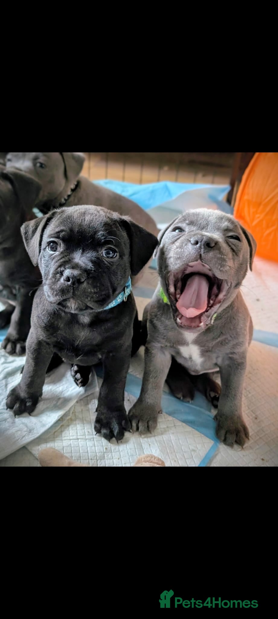 Staffordshire Bull Terrier dogs **VALGLO CHAMPION STAFFORDS - LAST 4 REMAINING** - Advert 7