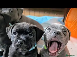 Staffordshire Bull Terrier dogs **VALGLO CHAMPION STAFFORDS - LAST 4 REMAINING** - Advert 7
