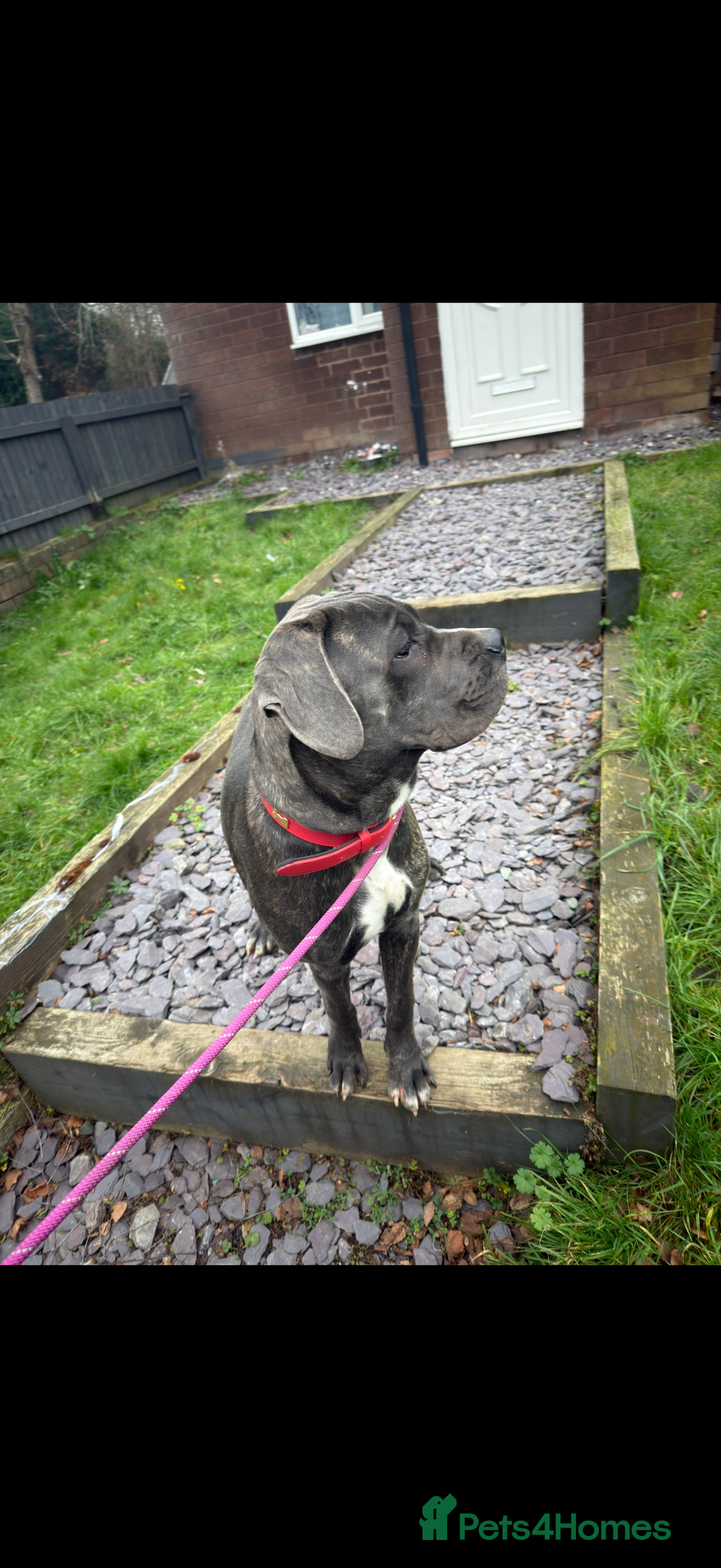 Cane Corso dogs for sale: Cane corso  - Advert 9