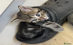British Shorthair cats for sale: 5 gorgeous tabby kittens  - Image 1