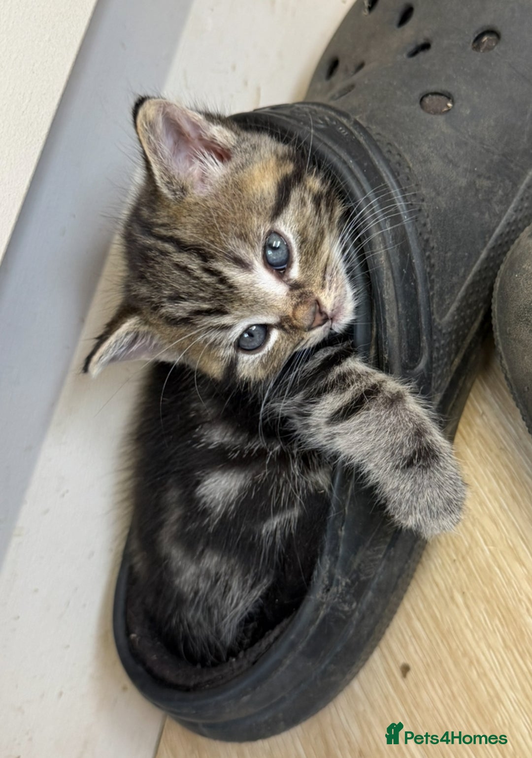 British Shorthair cats for sale: 5 gorgeous tabby kittens  - Image 1
