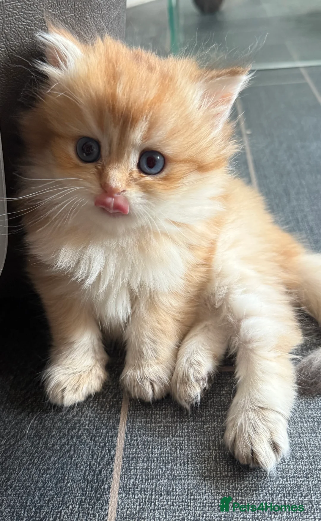 British Longhair cats for sale: GCCF reg BLH Last Chocolate Golden Male Kitten - Advert 38