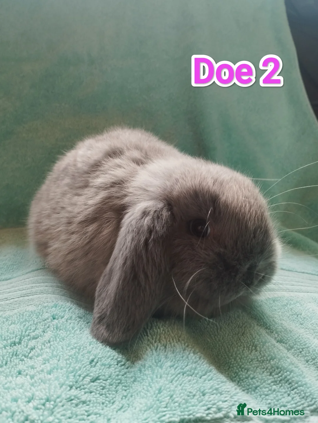 Mini Lop rabbits for sale: 5 Mini Lop Doe's looking for homes 🥰 - Advert 4