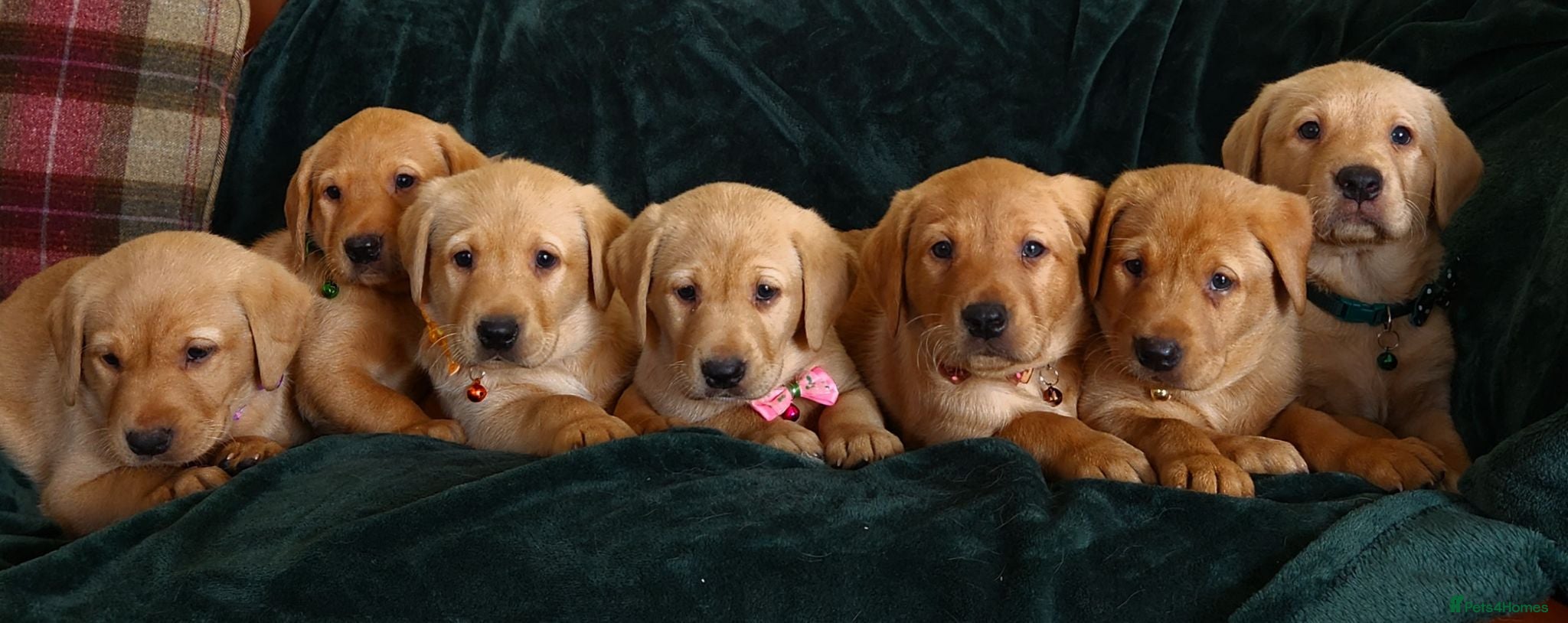 Labrador Retriever dogs ⭐⭐7 Beautiful Fox Red Labrador Pups Ready Soon!⭐⭐️ - Advert 1