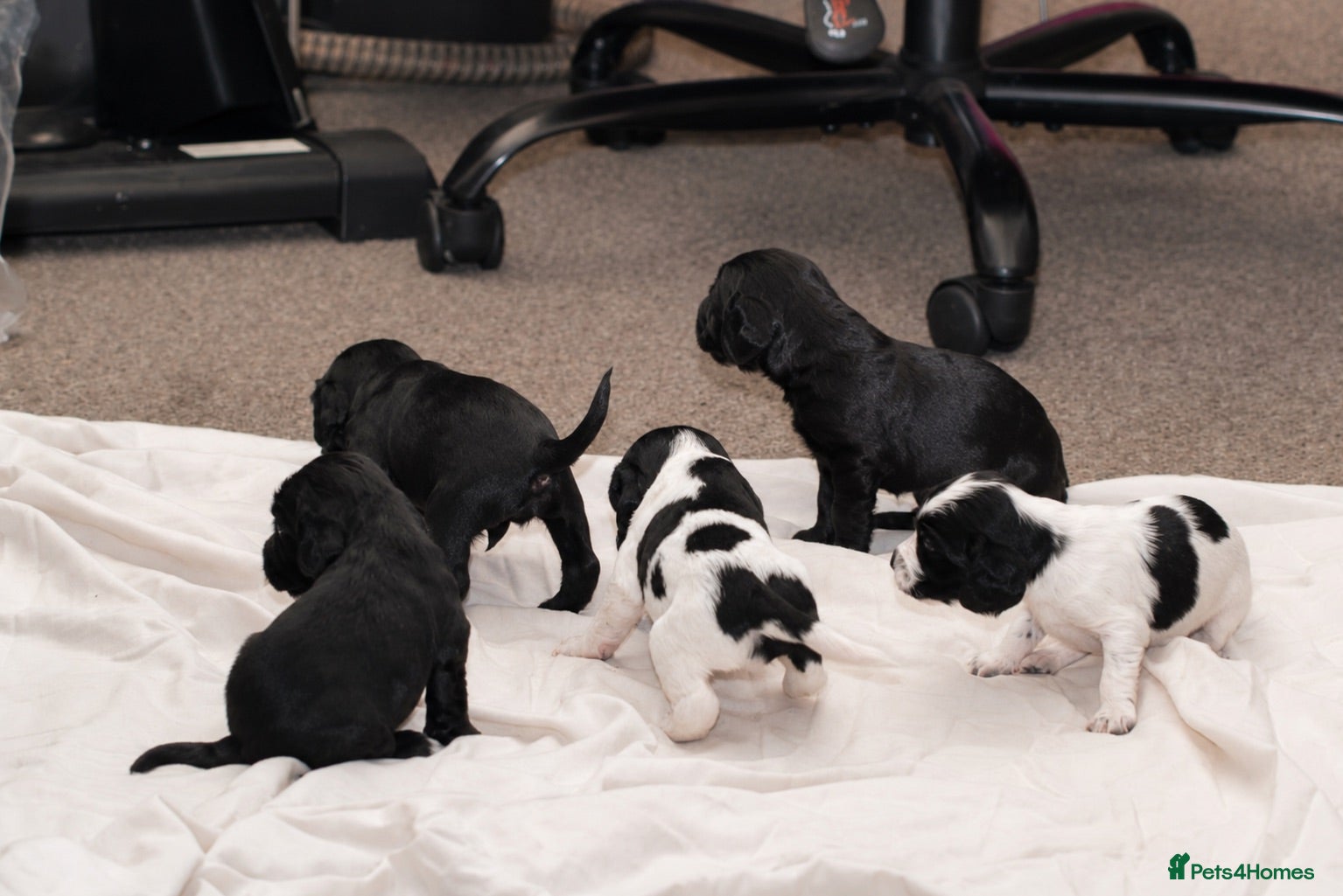 Cocker Spaniel dogs 🐾 Beautiful Cocker Spaniel Puppies 🐾 - Advert 1