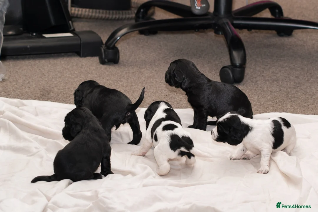 Cocker Spaniel dogs for sale: 🐾 Beautiful Cocker Spaniel Puppies 🐾 in Bradford - Advert 1