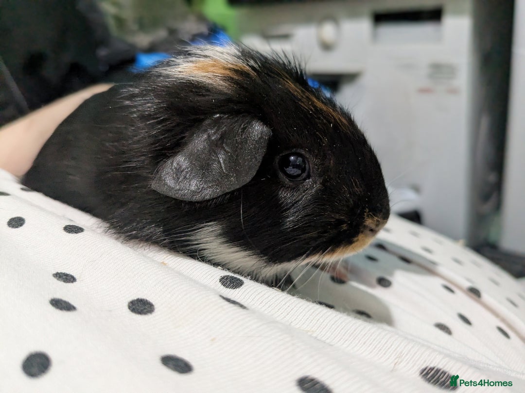 Guinea Pig rodents for sale: Two male baby guinea pigs ready now - Advert 1