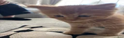 Domestic Shorthair cats for sale: 2 m 2fm ginger kitten 2fm,1m dark stripe in Coatbridge - Advert 8