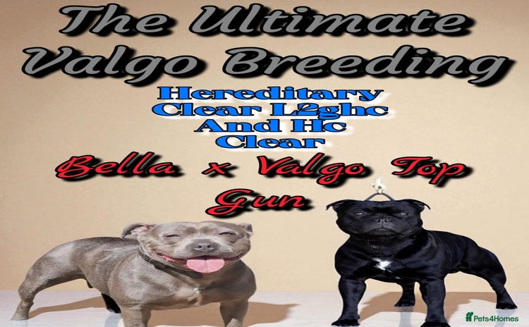 Staffordshire Bull Terrier dogs - Advert 3