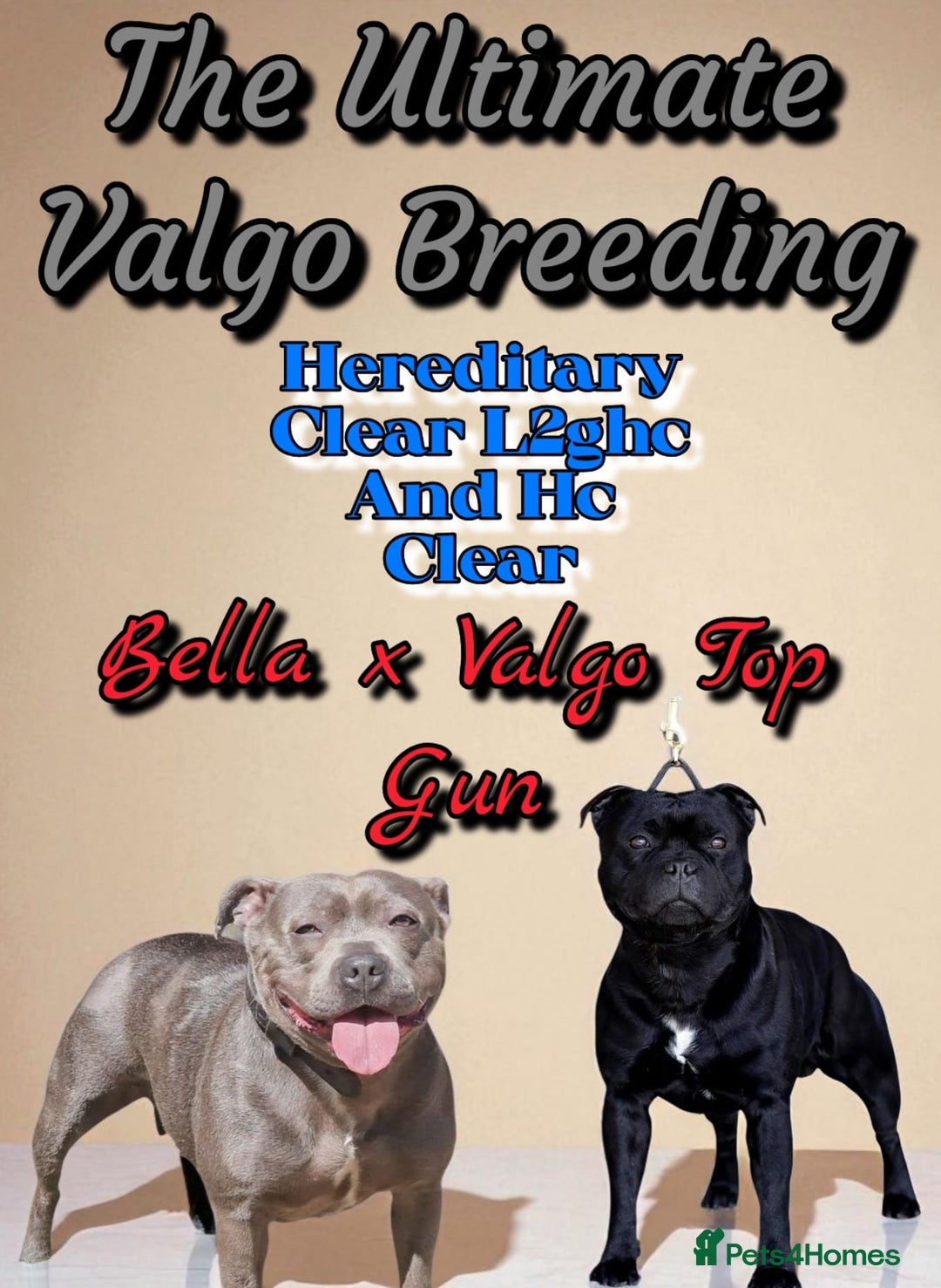 Staffordshire Bull Terrier dogs for sale: ULTIMATE VALGO BREEDING, WAITING LIST NOW OPEN  - Image 1