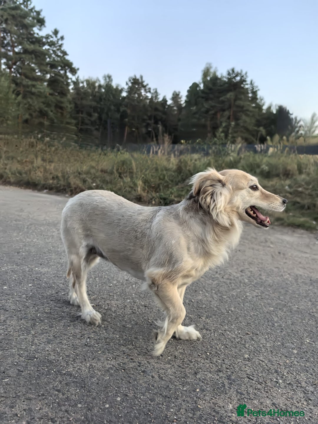 Mixed Breed dogs for adoption: 💖🐶 DOCHA 🐶💖 - Image 11