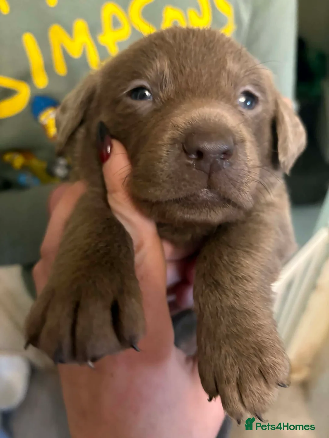 Labrador Retriever dogs for sale: Beautiful silver Labradors with piercing blue eyes - Advert 6