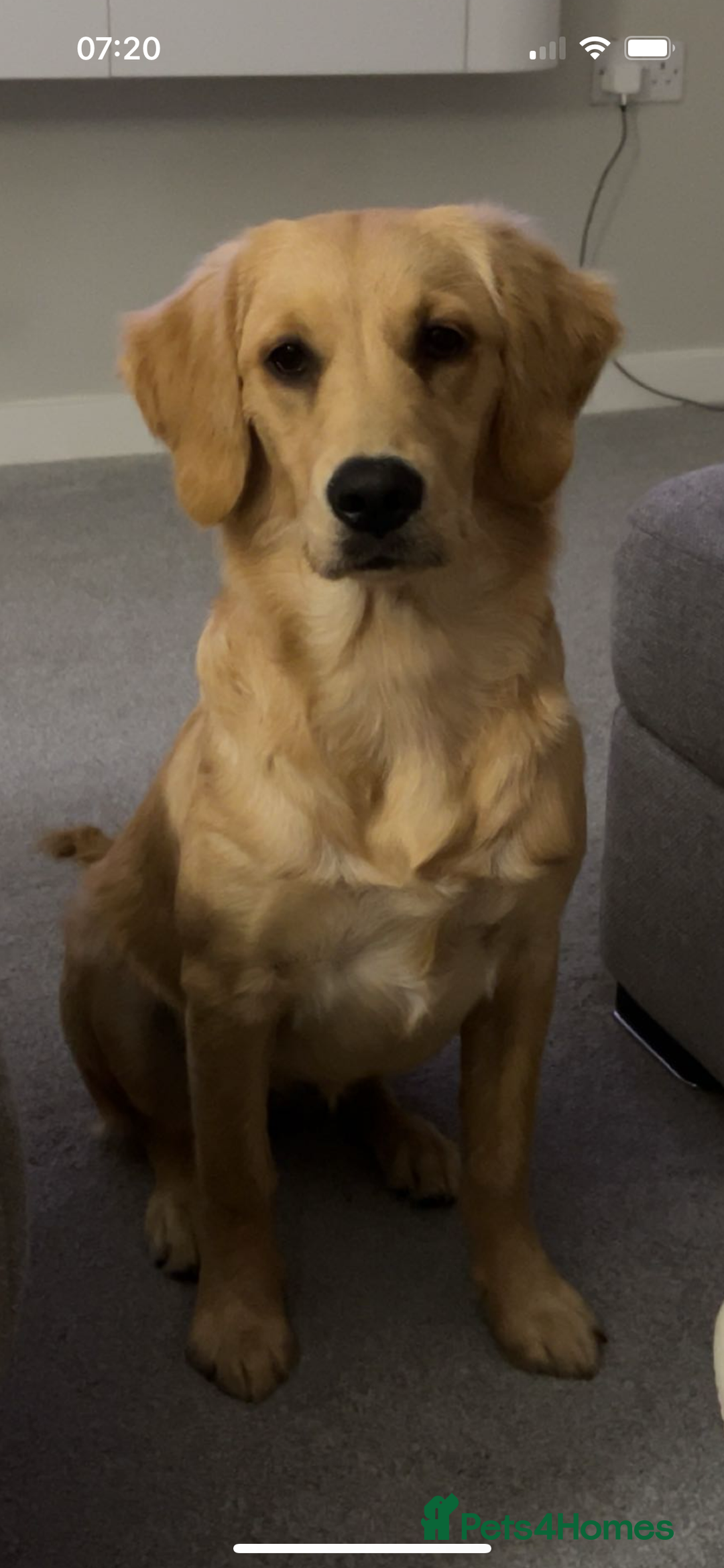 Golden Retriever dogs for sale: Golden Retriever  - Image 1