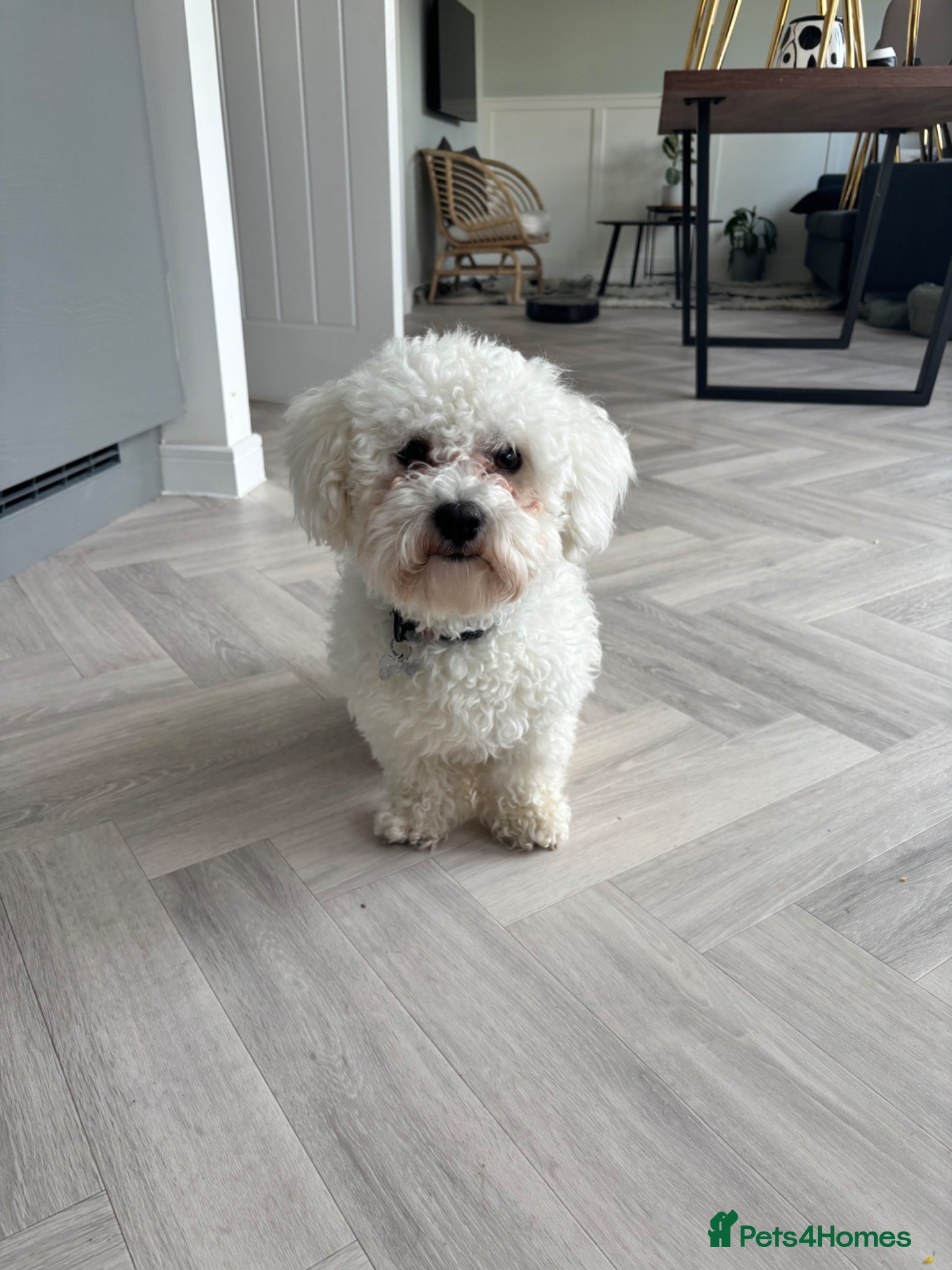 Bichon Frise dogs Meet Buddy - Advert 2