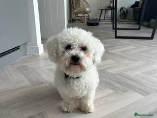 Bichon Frise dogs Meet Buddy - Advert 7