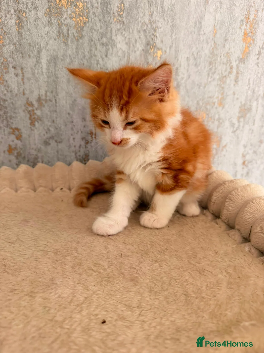 Mixed Breed cats for sale: Domestic shorthair and long hair kittens males  - Advert 13