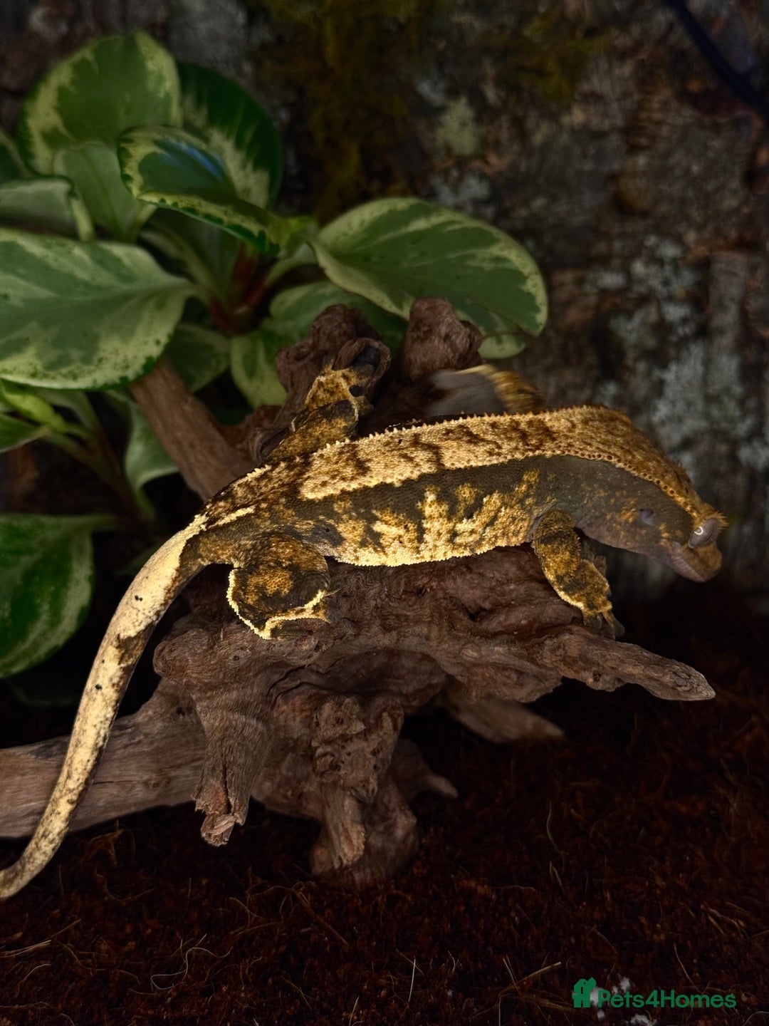 Gecko reptiles for sale: Beautiful Female Harlequin/Pinstripe Dal  - Image 5