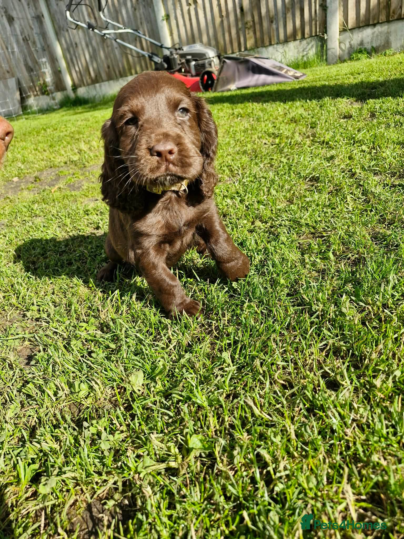 Cocker Spaniel dogs KC Cocker Spaniel puppies, 1 chunky boy left 🐶 - Advert 18