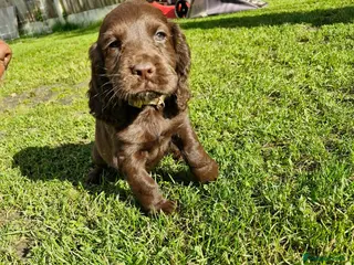 Cocker Spaniel dogs KC Cocker Spaniel puppies, 1 chunky boy left 🤎 - Advert 1