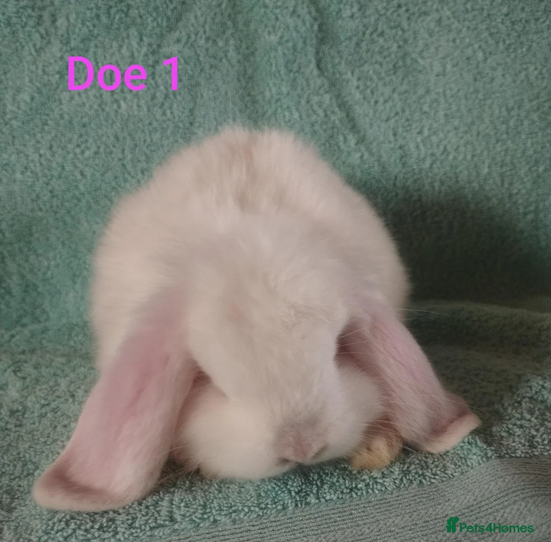 Mini Lop rabbits for sale: 4 Beautiful Mini Lop babies looking for homes! 🥰 - Advert 2