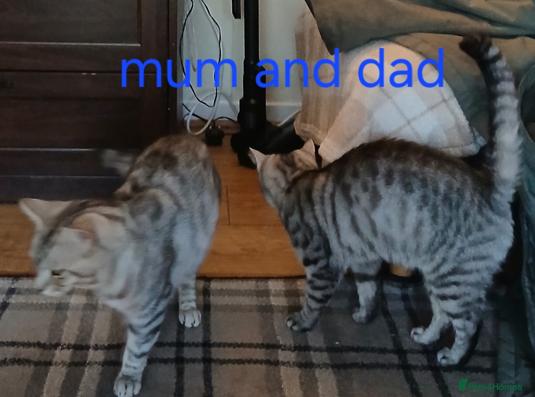 Mixed Breed cats for sale: Beautiful kittens for new homes - Advert 5