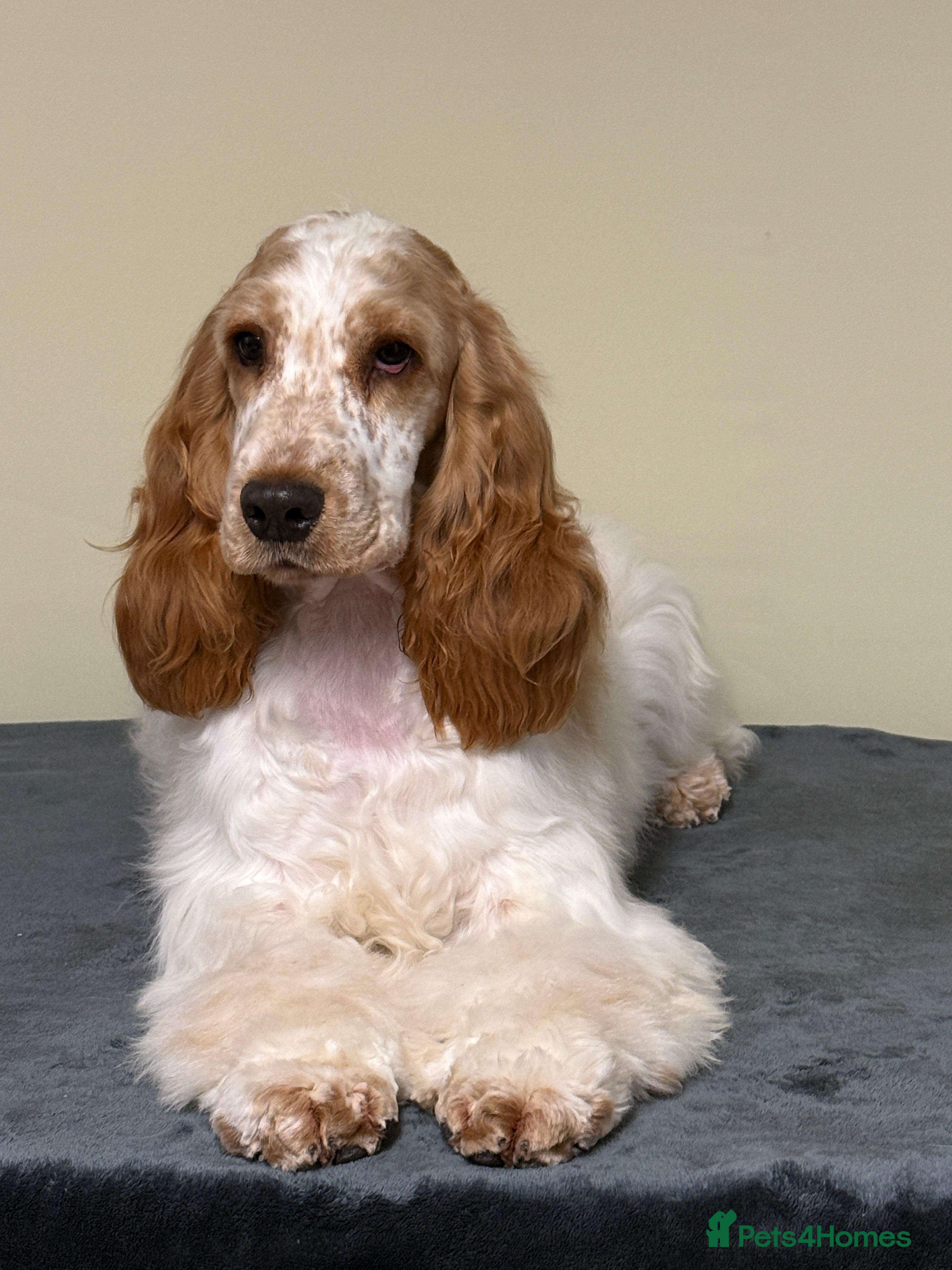 Cocker Spaniel dogs ADORABLE - Advert 4