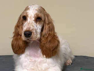 Cocker Spaniel dogs ADORABLE - Advert 4