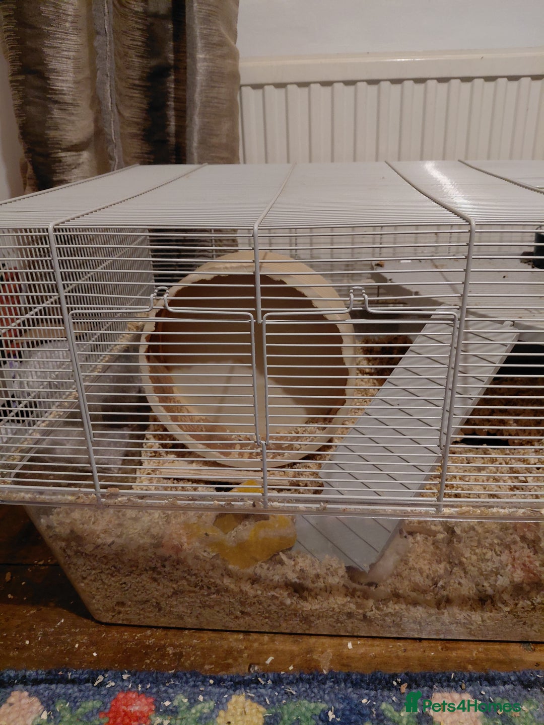 Gerbil rodents for sale: 3 male gerbils  - Advert 8