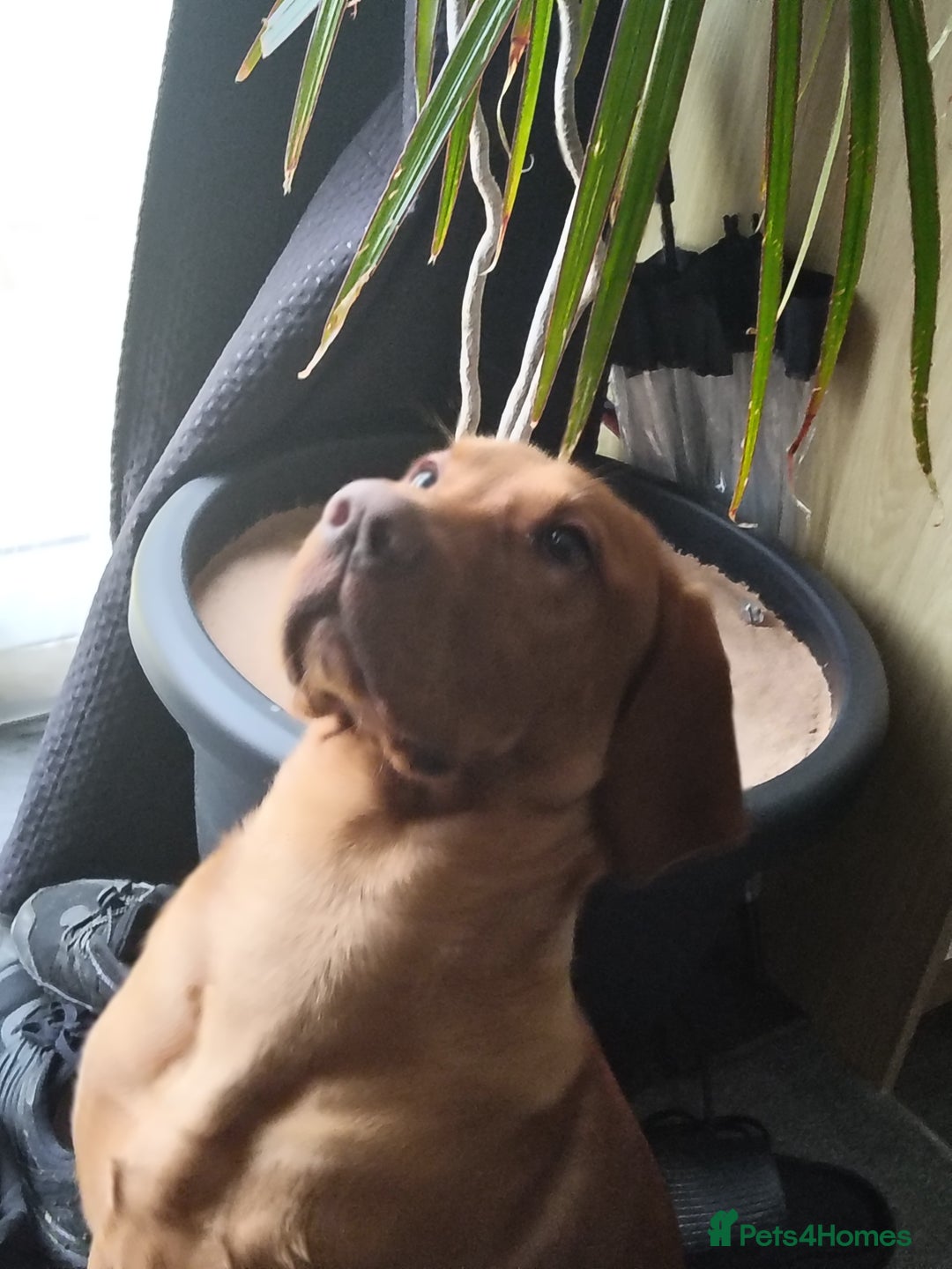 Mixed Breed dogs for sale: Vizlador for sale - Image 2