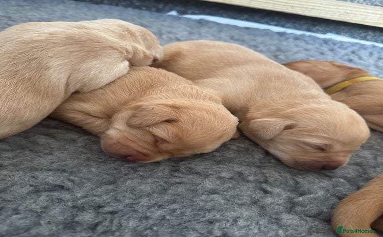 Labrador Retriever dogs - Advert 1