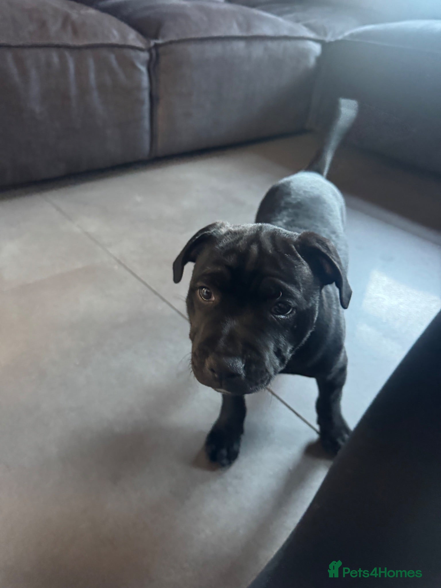 Staffordshire Bull Terrier dogs 1 remaining! Pharaon X Piro X Bill Champion pups - Advert 2