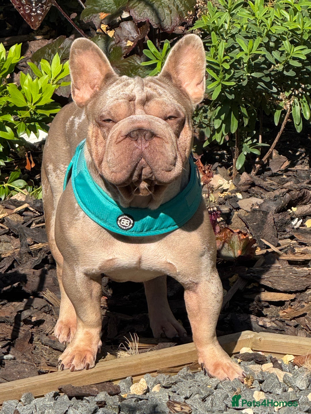French Bulldog dogs for sale: Fluffy French bulldog and big rope French bulldog - Image 10