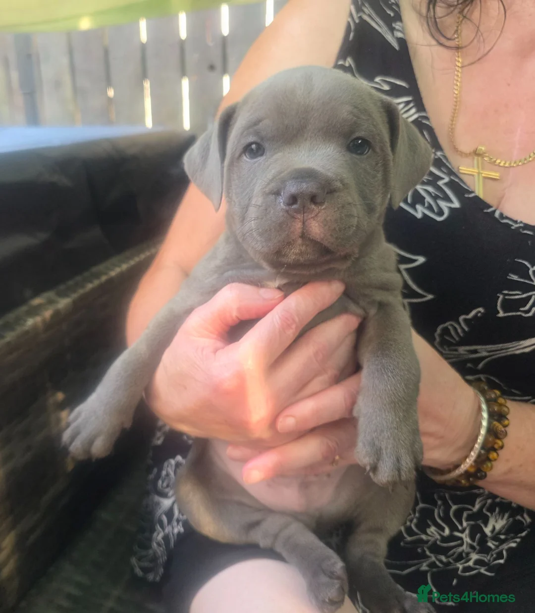 Staffordshire Bull Terrier dogs for sale: Staffy pups blue in Liskeard - Advert 9