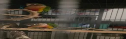 Conures birds for sale: Pair of young conures  - Advert 7