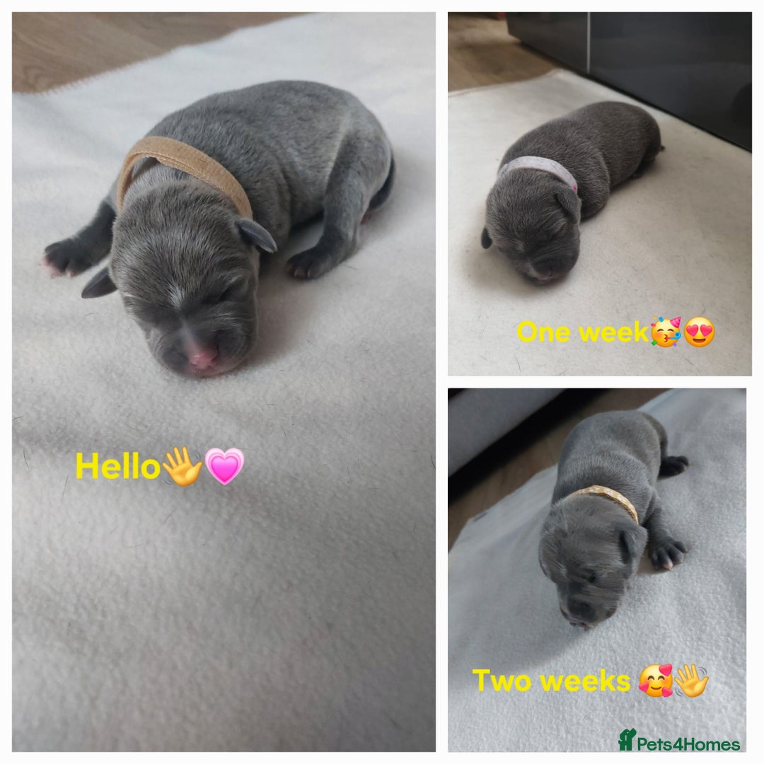 Staffordshire Bull Terrier dogs for sale: Blue Staffordshire Bull Terrier 🐶 Puppies 🐶 - Image 23