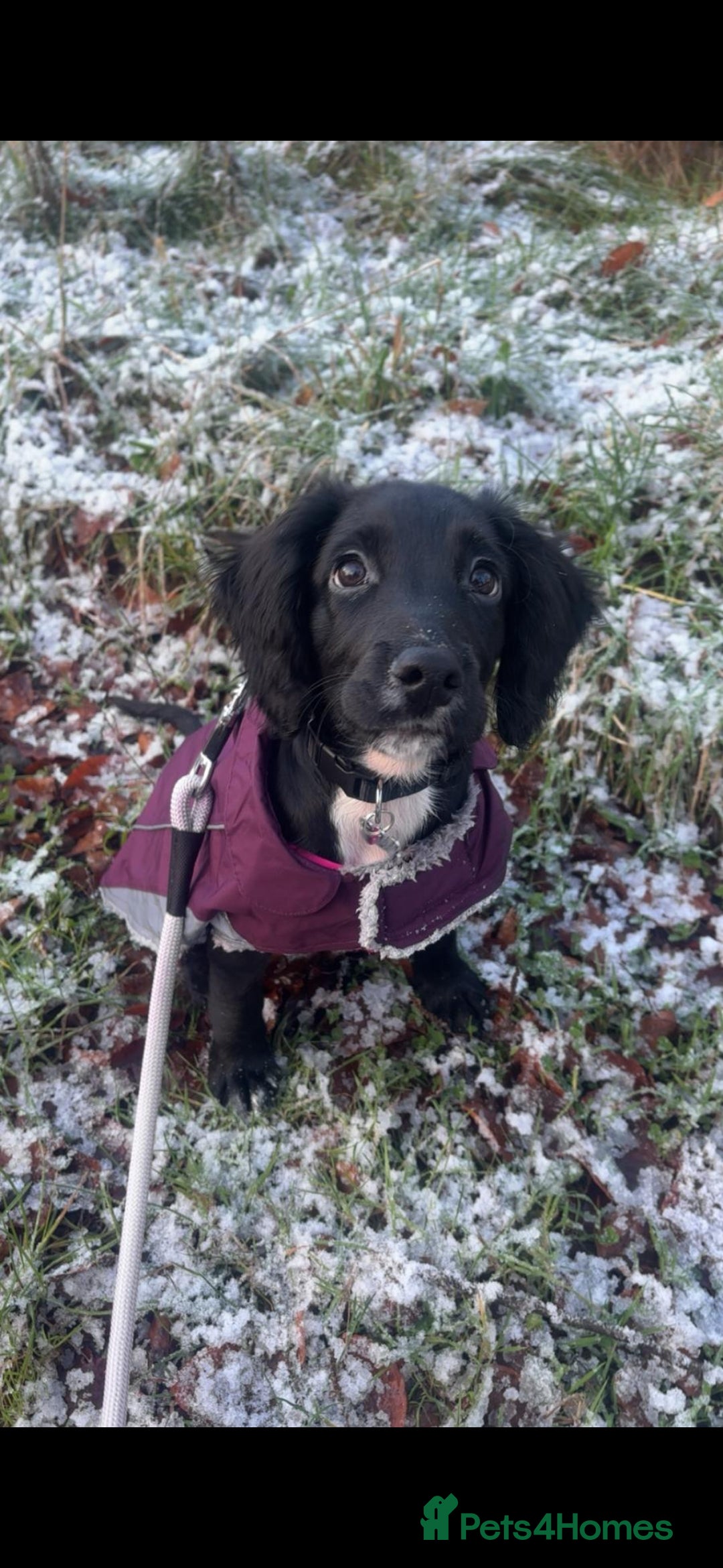 Sprocker dogs Sprocker pup  in Consett - Advert 2