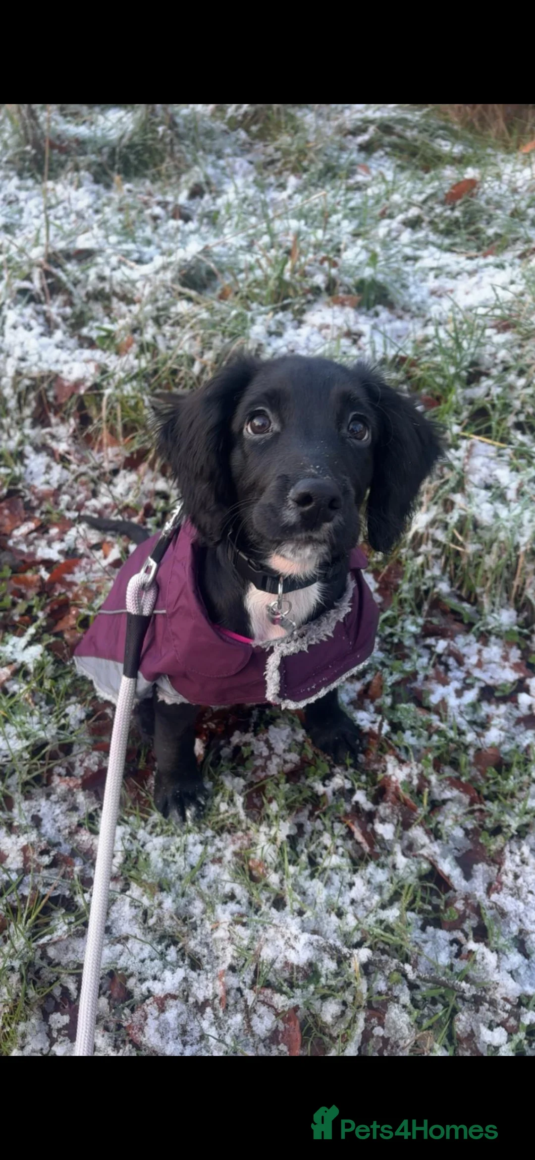 Sprocker dogs for sale: Sprocker pup  in Consett - Advert 1
