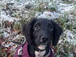 Sprocker dogs Sprocker pup in Consett - Advert 2