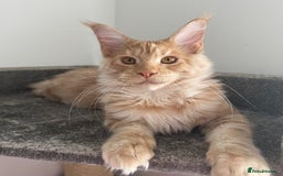 Maine Coon cats for sale: Amazing girl ready to leave.. - Image 3