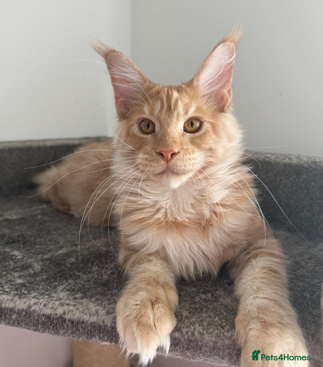 Maine Coon cats for sale: Amazing girl ready to leave.. - Image 3