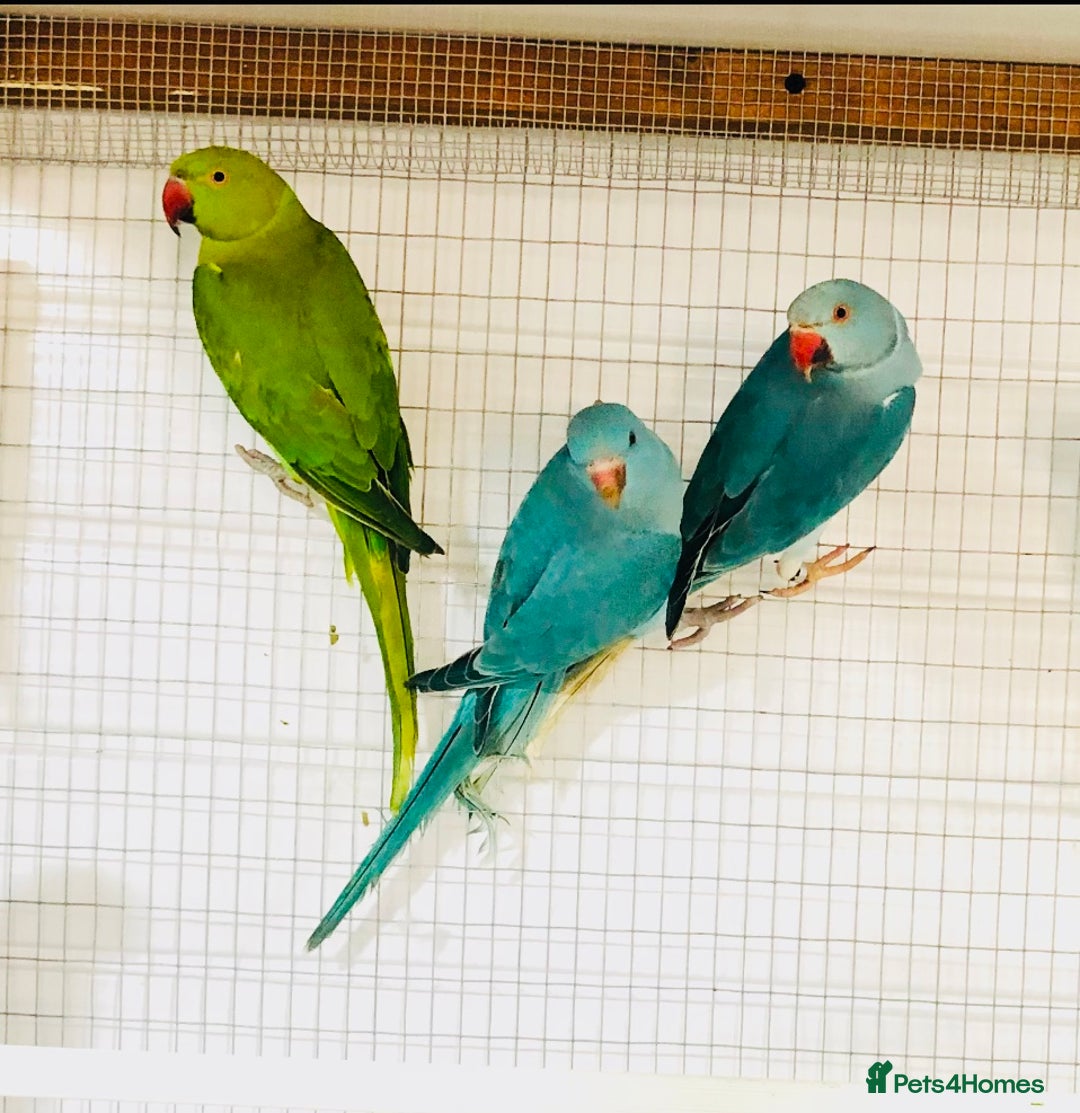 Ringnecks birds for sale: Beautiful coloured ringneck parrots for sale. - Image 4