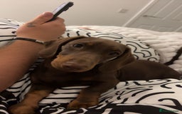 Miniature Dachshund dogs for sale: Chocolate and tan miniature dachshund  - Image 3