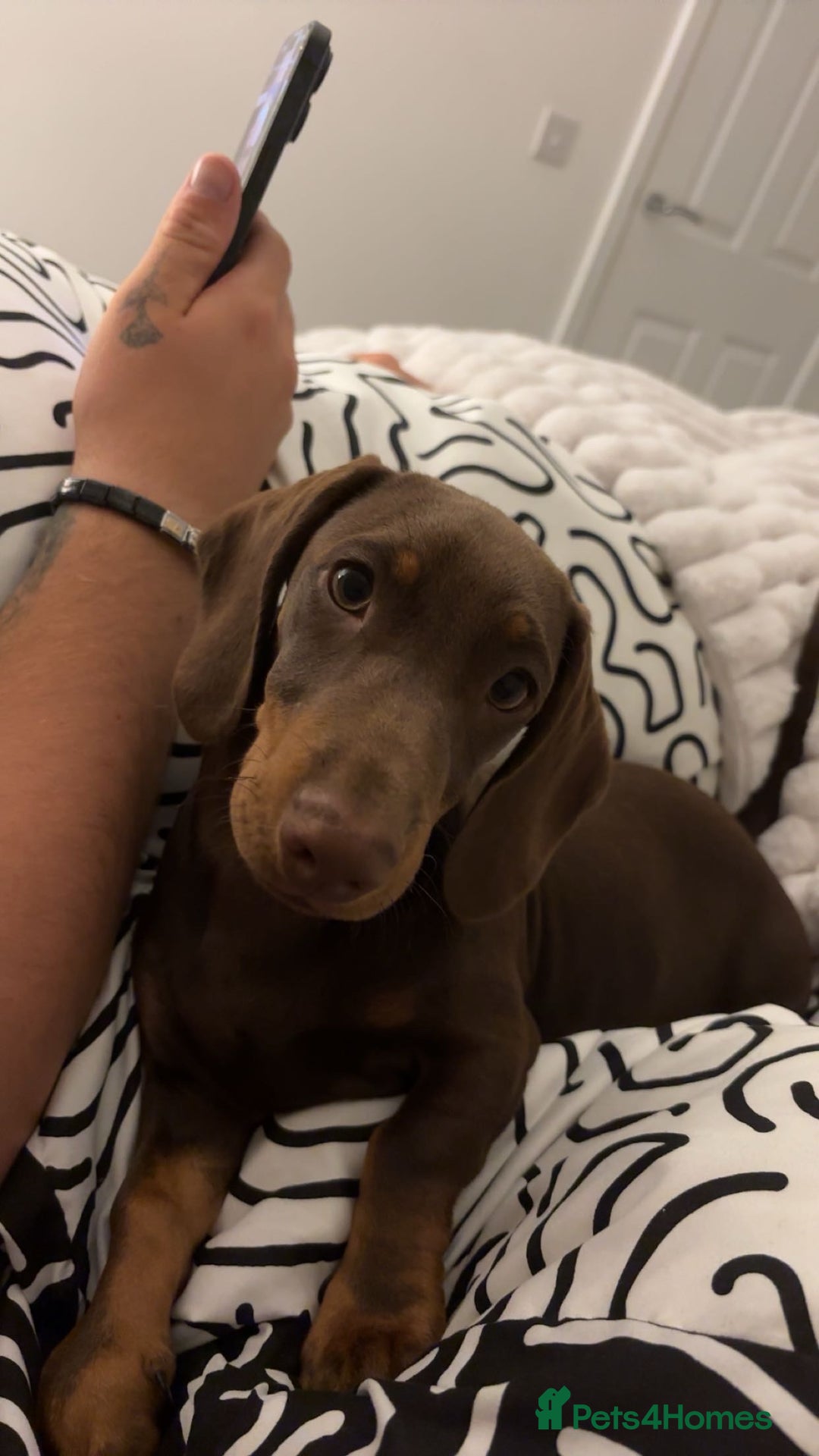 Miniature Dachshund dogs for sale: Chocolate and tan miniature dachshund  - Image 3