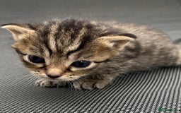 Mixed Breed cats for sale: Kittens - Image 5
