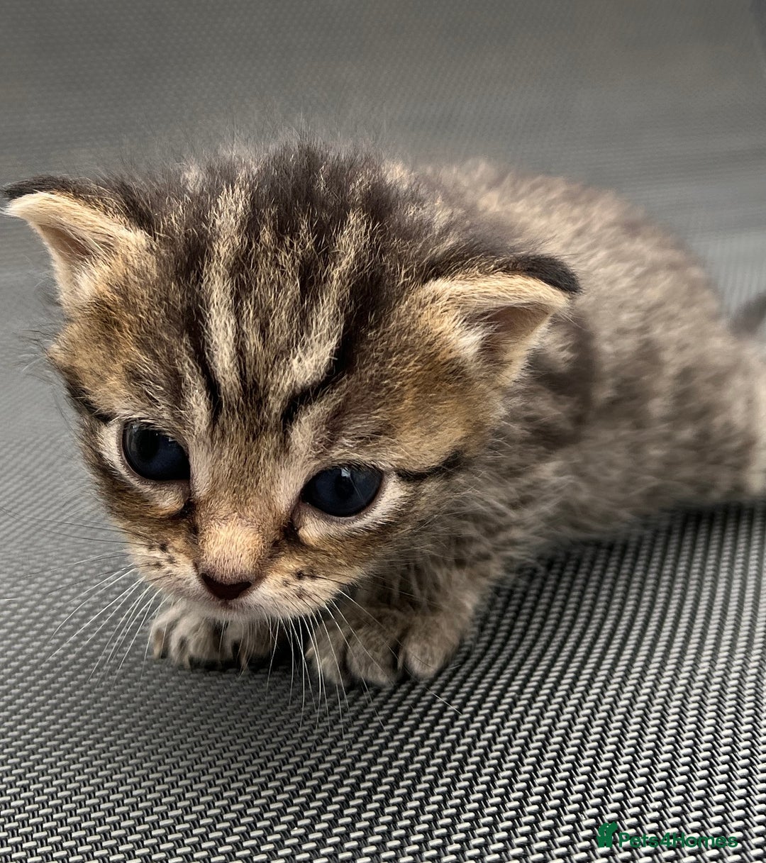 Mixed Breed cats for sale: Kittens - Image 5