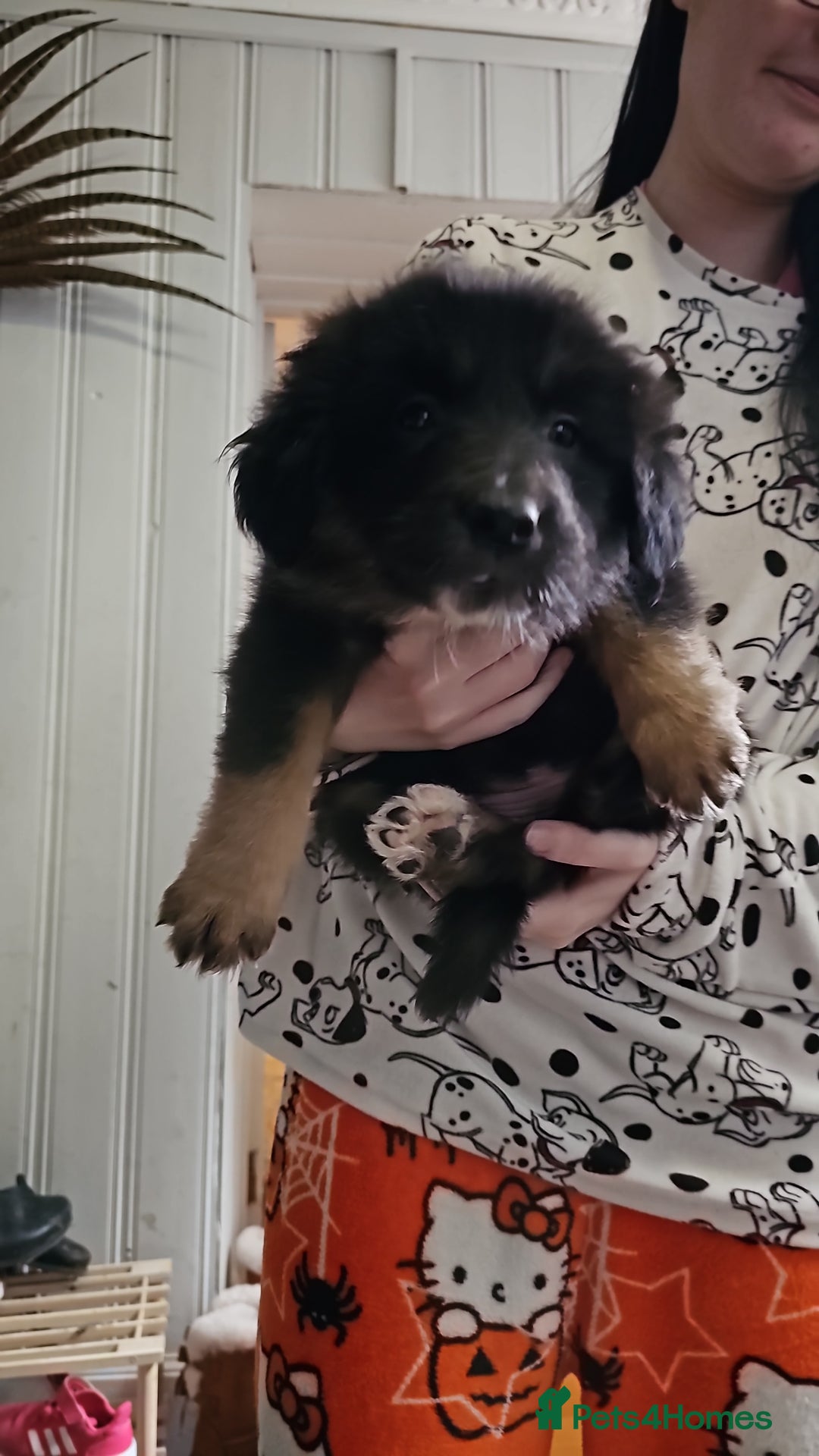 Mixed Breed dogs for sale: Beautiful little bear cubs - Advert 6