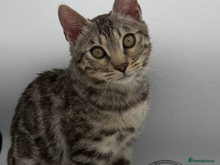 Bengal cats 🐆✨ GLITTER TICA 6TH GENERATION BENGAL KITTENS🐆✨ - Advert 1