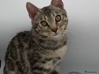 Bengal cats 🐆✨ GLITTER TICA 6TH GENERATION BENGAL KITTENS🐆✨ - Advert 10