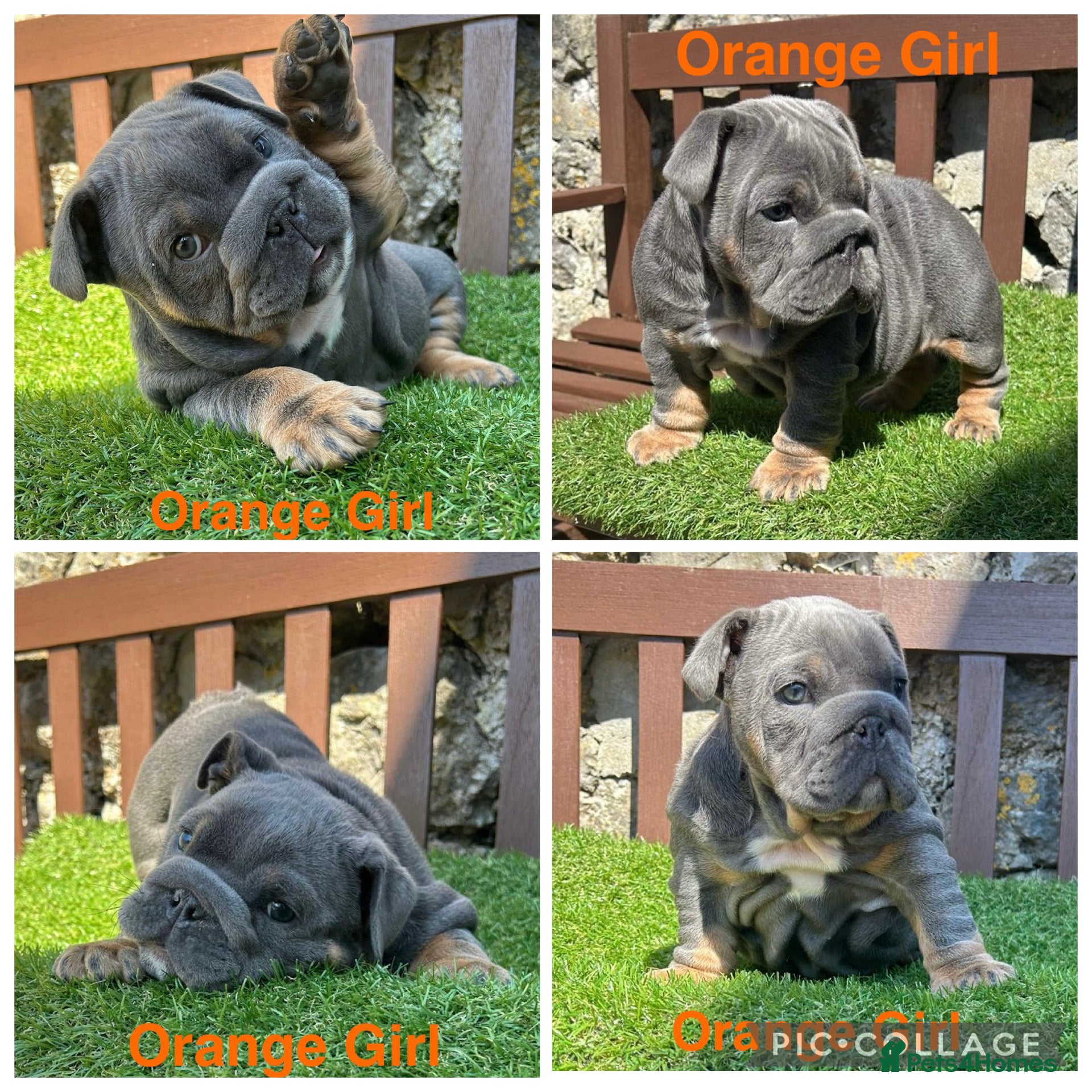 English Bulldog dogs KC Registered English bulldog puppies ❤️💙 - Advert 4