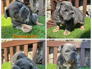 English Bulldog dogs KC Registered English bulldog puppies ❤️💙 - Advert 3
